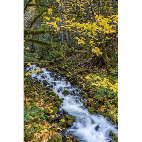 USA-Washington State-Olympic National Park Creek rapids and forest in autumn Black Modern Wood Framed Art Print by Jaynes Gallery