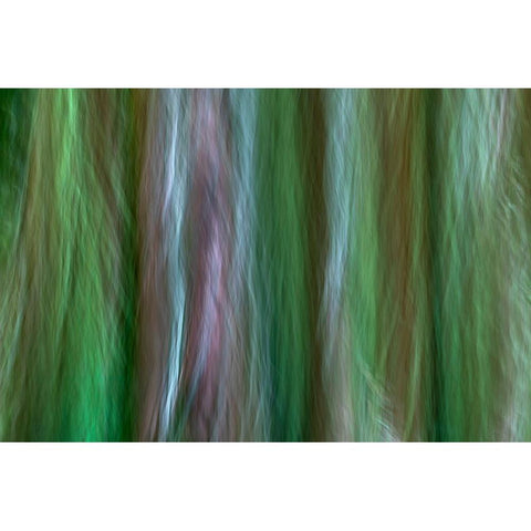 USA-Washington State-Seabeck Forest fantasy in Guillemot Cove Nature Preserve Black Modern Wood Framed Art Print by Jaynes Gallery