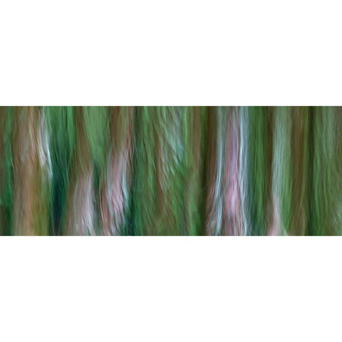 USA-Washington State-Seabeck Forest fantasy panoramic in Guillemot Cove Nature Preserve Black Modern Wood Framed Art Print by Jaynes Gallery