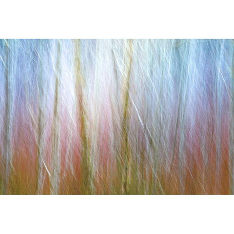 USA-Washington State-Seabeck Alder forest abstract Gold Ornate Wood Framed Art Print with Double Matting by Jaynes Gallery