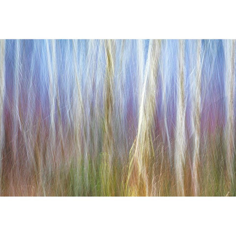 USA-Washington State-Seabeck Alder forest abstract Black Modern Wood Framed Art Print by Jaynes Gallery