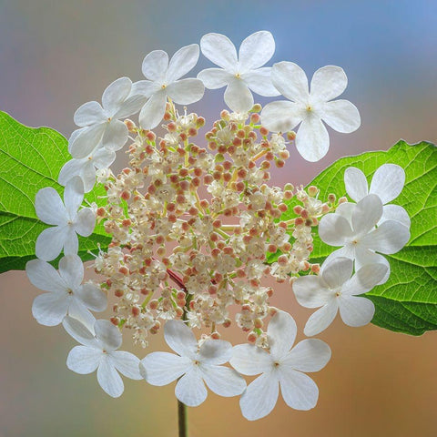 USA-Washington State-Silverdale Highbush cranberry viburnum flowers close-up Gold Ornate Wood Framed Art Print with Double Matting by Jaynes Gallery