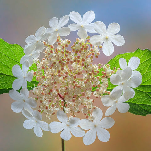 USA-Washington State-Silverdale Highbush cranberry viburnum flowers close-up White Modern Wood Framed Art Print with Double Matting by Jaynes Gallery