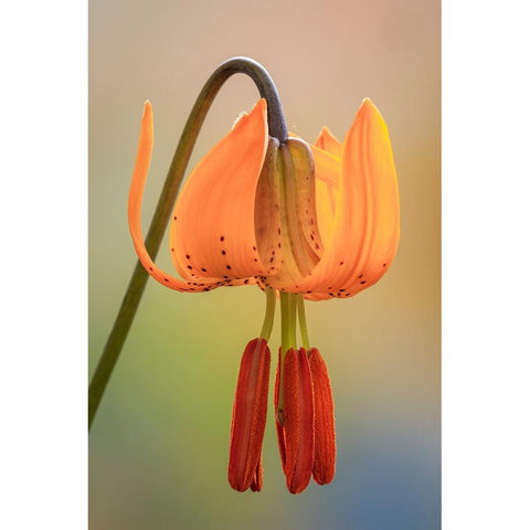 USA-Washington-Dewatto Tiger lily flower close-up Black Modern Wood Framed Art Print by Jaynes Gallery