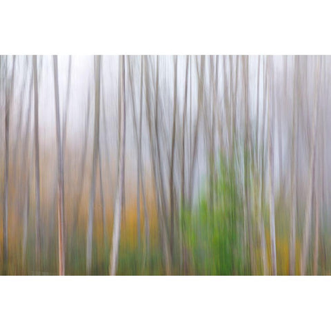 USA-Washington State-Seabeck Alder forest abstract Black Modern Wood Framed Art Print by Jaynes Gallery