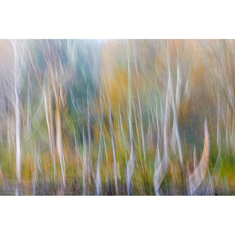 USA-Washington State-Seabeck Alder forest abstract Black Modern Wood Framed Art Print by Jaynes Gallery