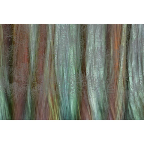 USA-Washington State-Seabeck Forest fantasy composite in Guillemot Cove Nature Preserve Black Modern Wood Framed Art Print with Double Matting by Jaynes Gallery