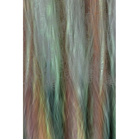 USA-Washington State-Seabeck Forest fantasy composite in Guillemot Cove Nature Preserve White Modern Wood Framed Art Print by Jaynes Gallery