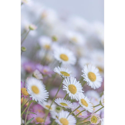 USA-Washington State-Seabeck Santa Barbara daisies Black Modern Wood Framed Art Print with Double Matting by Jaynes Gallery