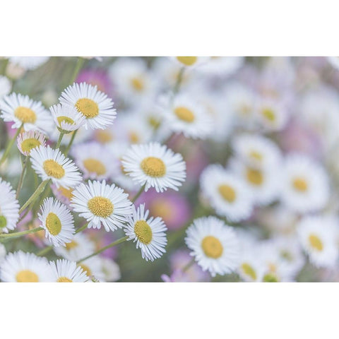 USA-Washington State-Seabeck Santa Barbara daisies Black Modern Wood Framed Art Print by Jaynes Gallery