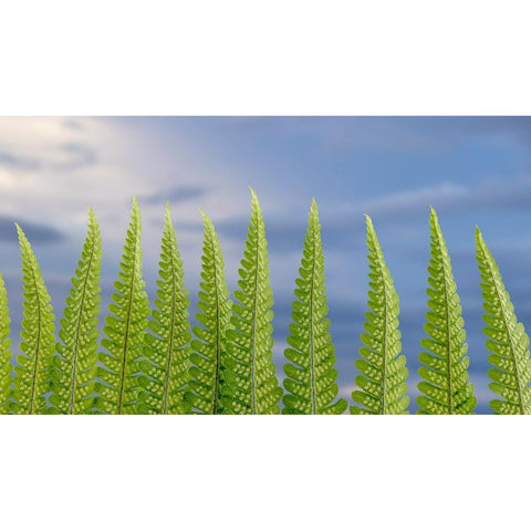USA-Washington State-Seabeck Fern forest against sky Black Modern Wood Framed Art Print with Double Matting by Jaynes Gallery