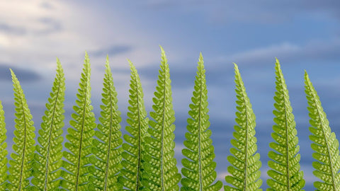 USA-Washington State-Seabeck Fern forest against sky Black Ornate Wood Framed Art Print with Double Matting by Jaynes Gallery