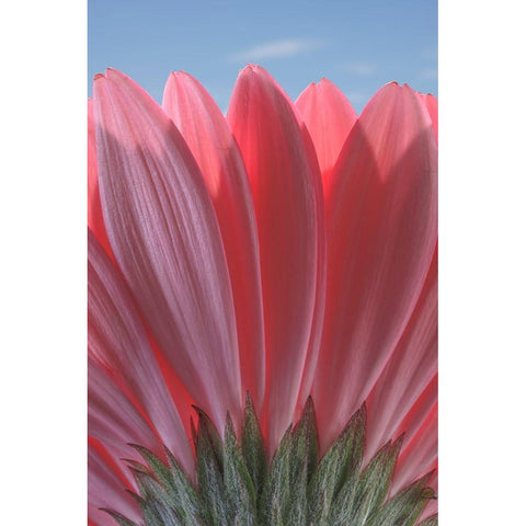 USA-Washington State-Seabeck Underside close-up of a gerbera daisy Black Modern Wood Framed Art Print by Jaynes Gallery