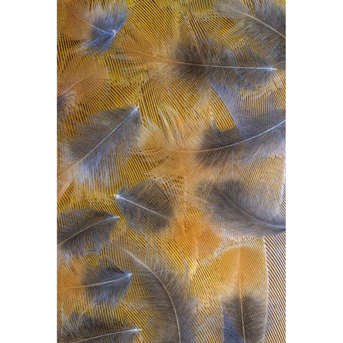 USA-Washington State-Seabeck Pattern of downy feathers Black Modern Wood Framed Art Print by Jaynes Gallery