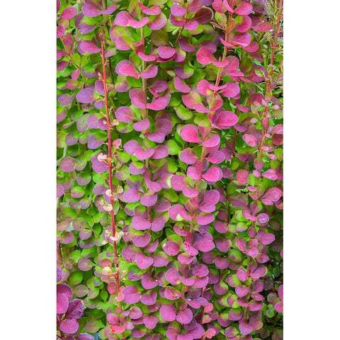 USA-Washington State-Seabeck Barberry bush foliage Black Modern Wood Framed Art Print by Jaynes Gallery