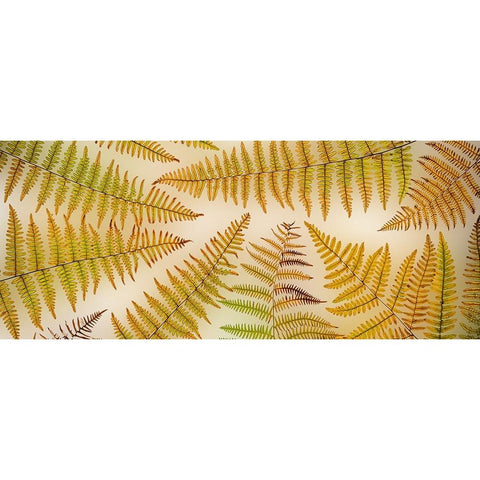 USA-Washington State-Seabeck Panoramic of bracken fern pattern Black Modern Wood Framed Art Print by Jaynes Gallery