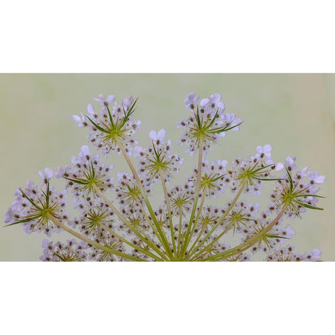 USA-Washington State-Seabeck Close-up of Queen Annes lace plant Black Modern Wood Framed Art Print by Jaynes Gallery