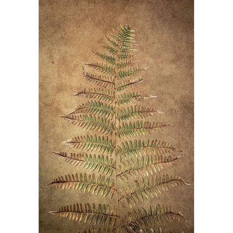USA-Washington State-Seabeck Close-up of bracken fern pattern Black Modern Wood Framed Art Print by Jaynes Gallery
