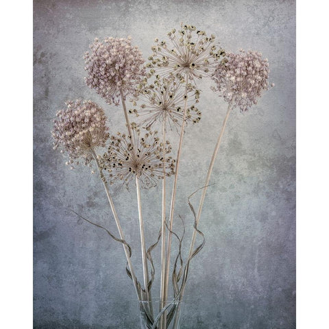 USA-Washington State-Seabeck Allium seed heads close-up Black Modern Wood Framed Art Print by Jaynes Gallery