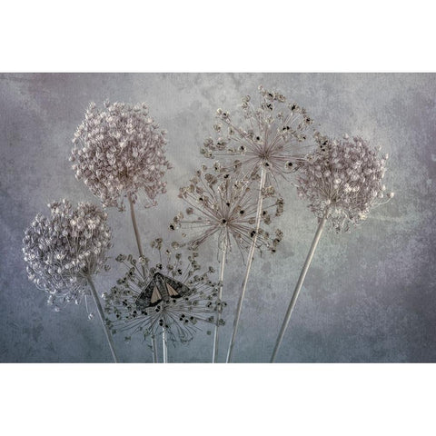 USA-Washington State-Seabeck Underwing butterfly on allium seed heads Black Modern Wood Framed Art Print by Jaynes Gallery