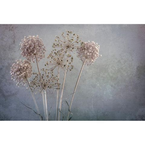 USA-Washington State-Seabeck Allium seed heads close-up Black Modern Wood Framed Art Print by Jaynes Gallery