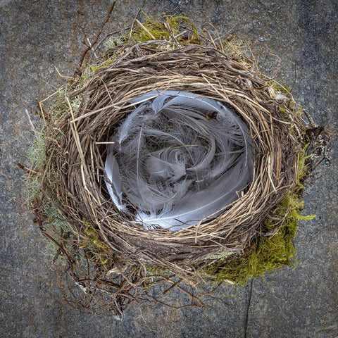 USA-Washington State-Seabeck Close-up of bird nest padded with feathers Black Modern Wood Framed Art Print by Jaynes Gallery