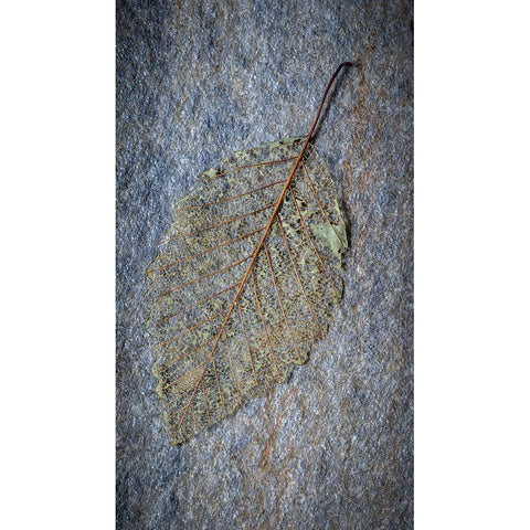 USA-Washington State-Seabeck Skeletonized alder leaf on rock Black Modern Wood Framed Art Print by Jaynes Gallery