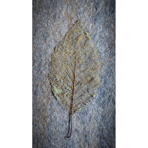 USA-Washington State-Seabeck Skeletonized alder leaf on rock Black Modern Wood Framed Art Print by Jaynes Gallery