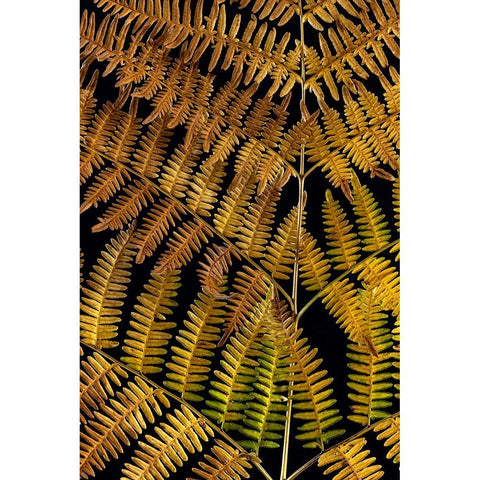 USA-Washington State-Seabeck Close-up of bracken fern pattern Black Modern Wood Framed Art Print by Jaynes Gallery