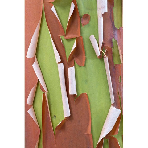 USA-Washington State-Seabeck Peeling madrone tree bark Black Modern Wood Framed Art Print by Jaynes Gallery