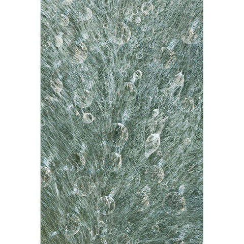 USA-Washington State-Seabeck Raindrops on a lambs ear leaf Black Modern Wood Framed Art Print by Jaynes Gallery