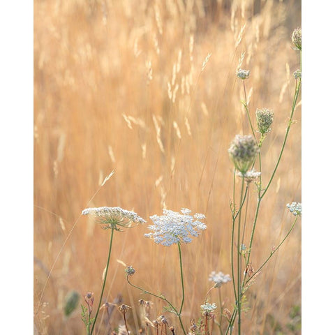 USA-Washington State-Dewatto Queen Annes lace in summer and dried grasses White Modern Wood Framed Art Print by Jaynes Gallery