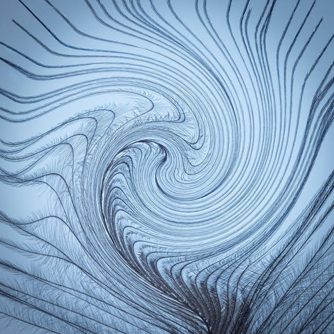 USA-Washington State-Seabeck Downy feather with a twist Black Modern Wood Framed Art Print by Jaynes Gallery