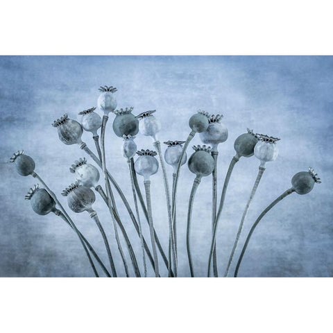 USA-Washington State-Seabeck Poppies gone to seed Black Modern Wood Framed Art Print by Jaynes Gallery
