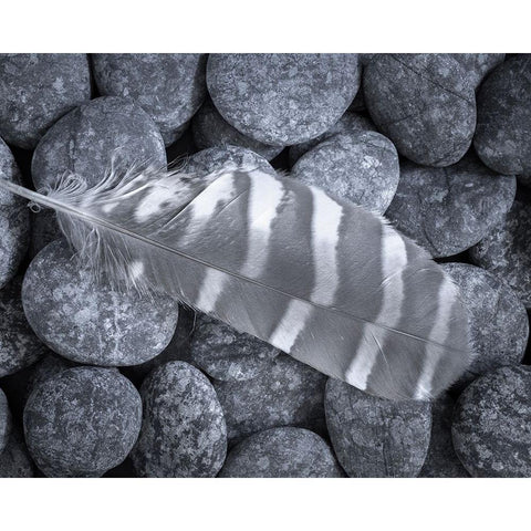 USA-Washington State-Seabeck Raptor feather on rocks Black Modern Wood Framed Art Print by Jaynes Gallery