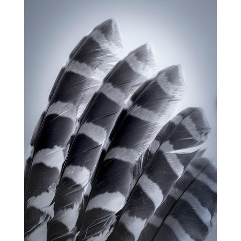 USA-Washington State-Seabeck Raptor wing feathers reflecting in mirror Black Modern Wood Framed Art Print by Jaynes Gallery