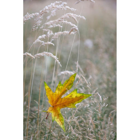 USA-Washington State-Seabeck Autumn bigleaf maple leaf caught in grasses Black Modern Wood Framed Art Print by Jaynes Gallery