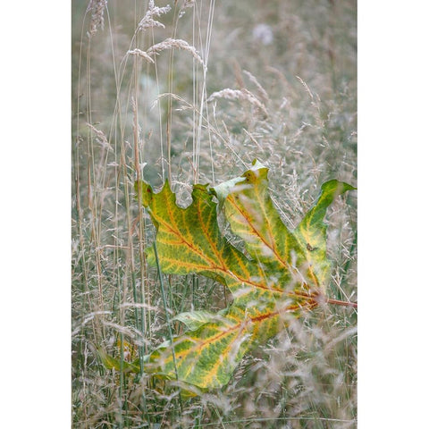 USA-Washington State-Seabeck Autumn bigleaf maple leaf caught in grasses Black Modern Wood Framed Art Print by Jaynes Gallery