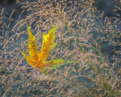 USA-Washington State-Seabeck Autumn bigleaf maple leaf caught in grasses White Modern Wood Framed Art Print with Double Matting by Jaynes Gallery