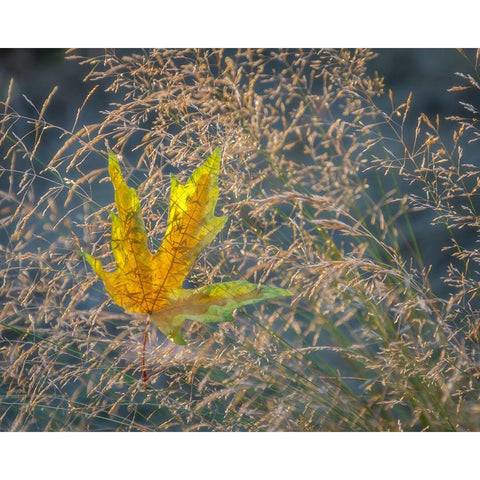 USA-Washington State-Seabeck Autumn bigleaf maple leaf caught in grasses Black Modern Wood Framed Art Print with Double Matting by Jaynes Gallery