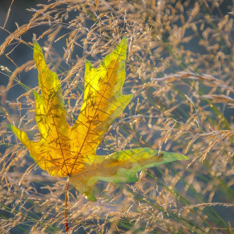 USA-Washington State-Seabeck Autumn bigleaf maple leaf caught in grasses Black Modern Wood Framed Art Print by Jaynes Gallery
