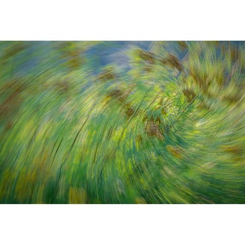 USA-Washington State-Seabeck Abstract of tansy plant Gold Ornate Wood Framed Art Print with Double Matting by Jaynes Gallery