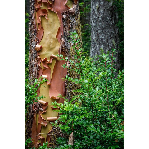 USA-Washington State-Seabeck Peeling madrone tree bark and bush Black Modern Wood Framed Art Print by Jaynes Gallery