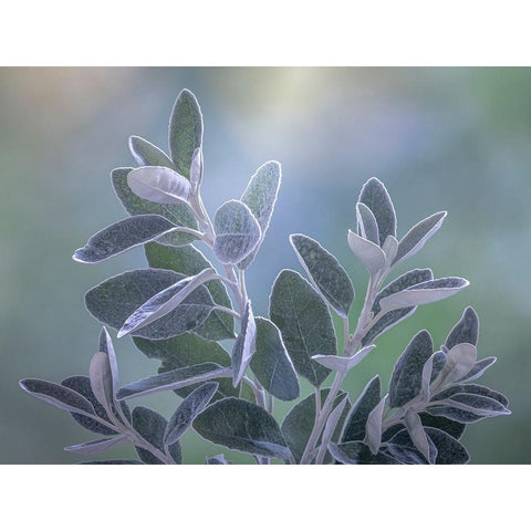 USA-Washington State-Seabeck Senecio leaves close-up Black Modern Wood Framed Art Print by Jaynes Gallery