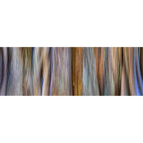 USA-Washington State-Seabeck Panoramic abstract of tree trunk and limbs Black Modern Wood Framed Art Print by Jaynes Gallery