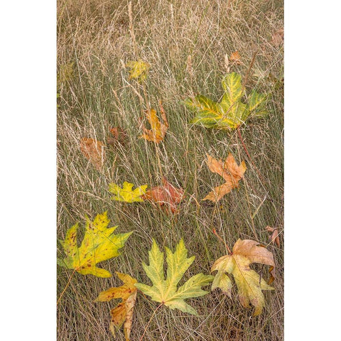 USA-Washington State-Seabeck Autumn bigleaf maple leaves caught in grasses White Modern Wood Framed Art Print by Jaynes Gallery