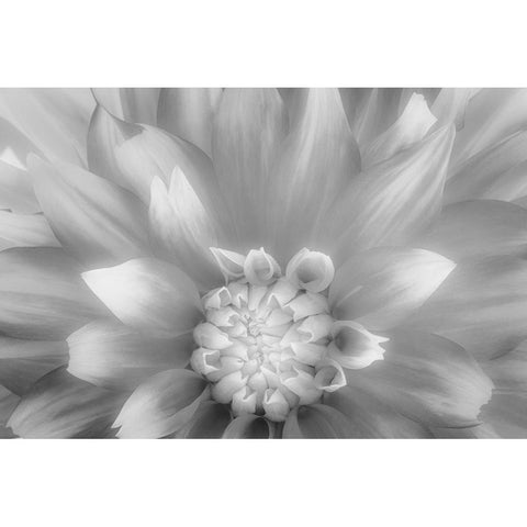 USA-Washington State-Seabeck Dahlia close-up in black and white Gold Ornate Wood Framed Art Print with Double Matting by Jaynes Gallery