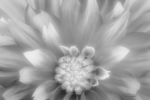 USA-Washington State-Seabeck Dahlia close-up in black and white Black Ornate Wood Framed Art Print with Double Matting by Jaynes Gallery