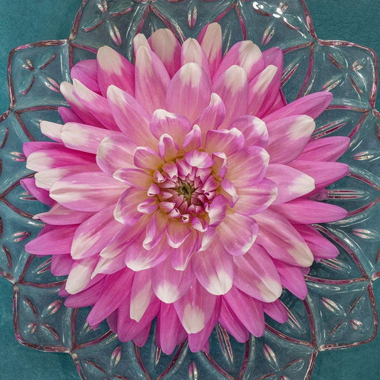Image Only