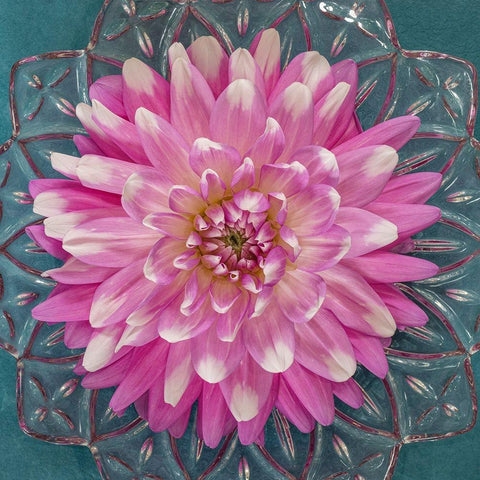 USA-Washington State-Seabeck Pink dahlia in crystal bowl Black Modern Wood Framed Art Print by Jaynes Gallery